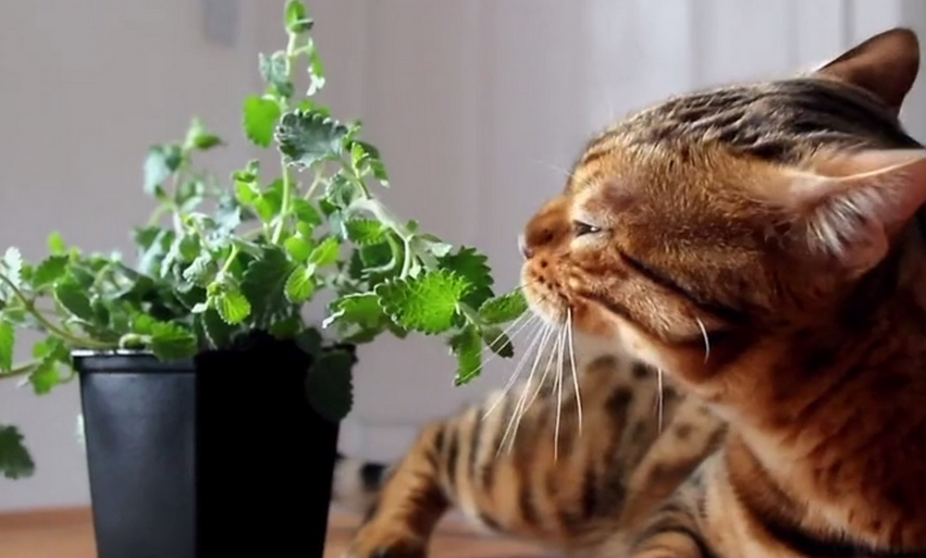 猫咪遇到猫薄荷:浑身瘫软、眼神迷离,“犯罪”现场很壮观 猫咪遇到猫薄荷:浑身瘫软、眼神迷离,“犯罪”现场很壮观