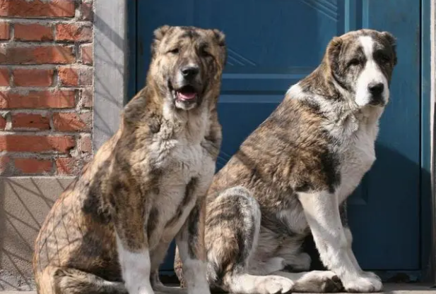 正宗中亚虎皮犬图片