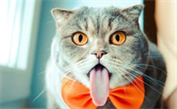 为什么说猫是最后一世