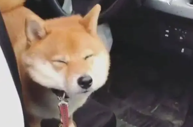 开车带柴犬去遛弯,半途中狗狗说成精就成精,狗主人目瞪口呆 开车带柴犬去遛弯,半途中狗狗说成精就成精,狗主人目瞪口呆