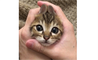 猫一直把头往手掌里钻