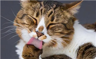猫一直舔被子都是口水怎么办