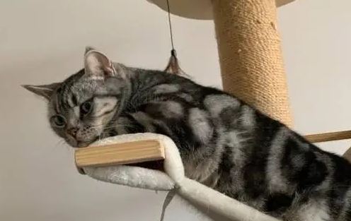 屋里猫骚味很重怎么去除 屋里猫骚味很重怎么去除