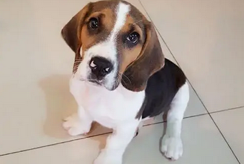 比格犬驱虫方法有哪些？每月进行一次检查