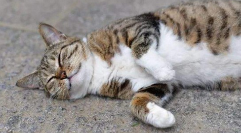 猫中毒了怎么救治 猫中毒了怎么救治