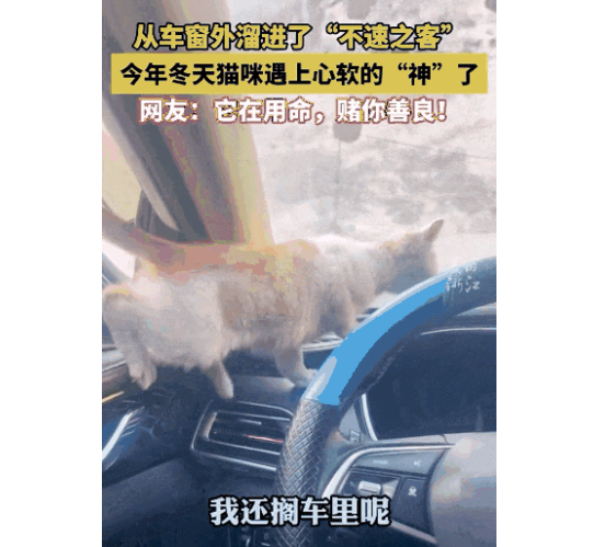 流浪猫被冻到当车主面钻进车窗取暖,幸运被收养,网友:它在用生命,赌你的善良... 流浪猫被冻到当车主面钻进车窗取暖,幸运被收养,网友:它在用生命,赌你的善良...