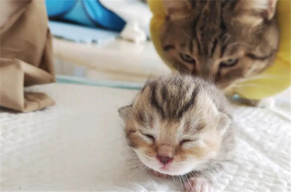 免费领养小猫崽 免费领养小猫崽