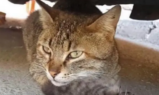 图片.pnga猫咪带孩子躲货车底下不愿离开,走近一看,发现它的眼睛有泪痕 图片.pnga猫咪带孩子躲货车底下不愿离开,走近一看,发现它的眼睛有泪痕