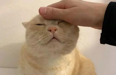 这日子没法过啦:铲屎官遇到一只脾气大的猫咪,连摸一下都不行 这日子没法过啦:铲屎官遇到一只脾气大的猫咪,连摸一下都不行