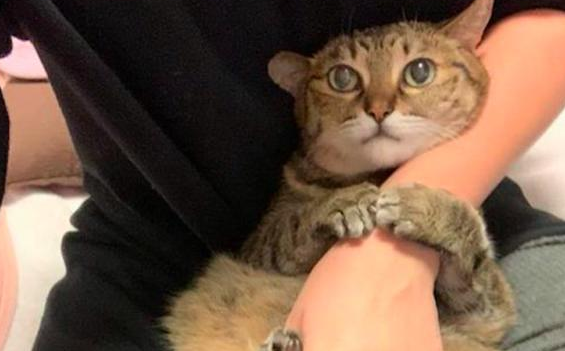 只要主人在家里,猫咪就抱着他的胳膊 只要主人在家里,猫咪就抱着他的胳膊