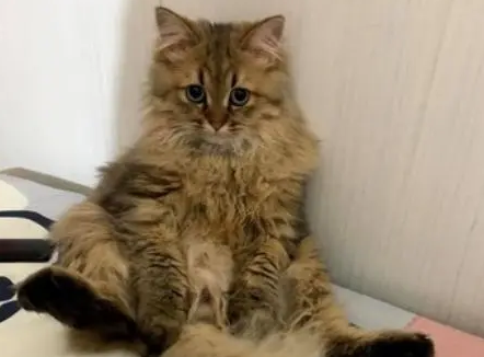 几百块钱的猫窝比不过一个破纸箱，主人无奈：又浪费钱了！