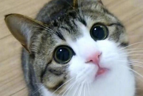 男生说喜欢我的猫