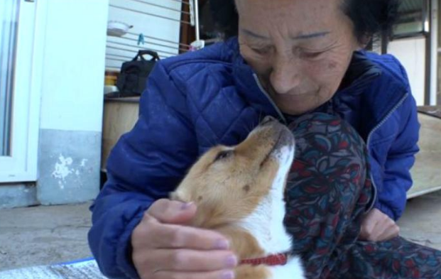 老奶奶和狗狗相依为命,有天狗狗瘫痪了,好在是志愿者伸出了援手