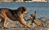 为什么犬科干不过猫科