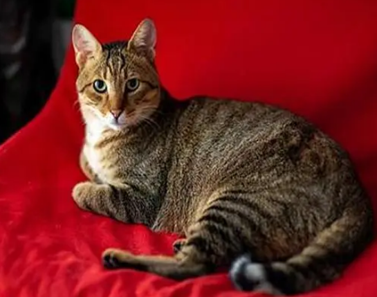 猫咪高冷不搭理人,主人看了监控才知道,原来它晚上会亲近自己 猫咪高冷不搭理人,主人看了监控才知道,原来它晚上会亲近自己