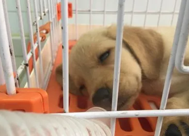 犬瘟自己在家怎么治 犬瘟自己在家怎么治