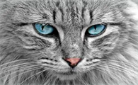 十大最霸气的猫