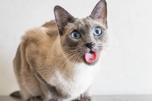 猫最怕的味道长期有效 猫最怕的味道长期有效