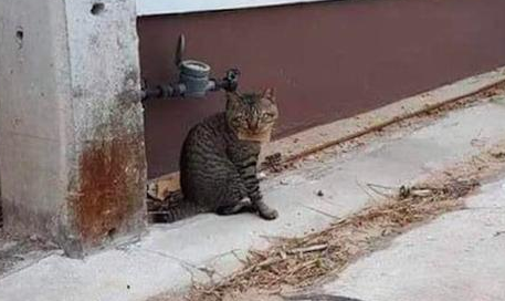 猫咪回来时脖子上挂了个牌子,原来是吃了霸王餐,让主人去付钱! 猫咪回来时脖子上挂了个牌子,原来是吃了霸王餐,让主人去付钱!