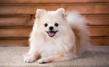 波美拉尼亚犬、松鼠犬哪个好