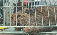 自己家生的小猫算后院猫吗