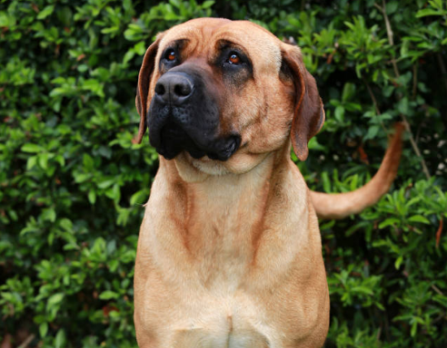 土佐犬体型有多重