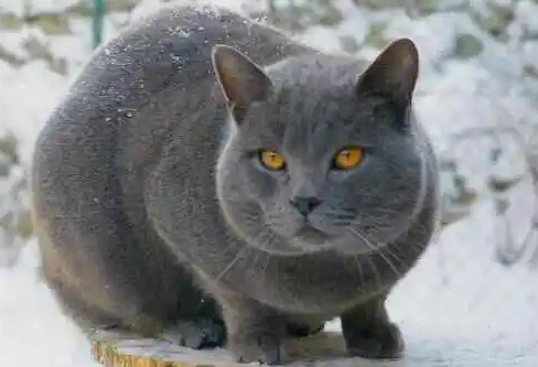 卡尔特猫吃什么 卡尔特猫吃什么