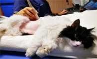 猫用加巴喷丁安全吗