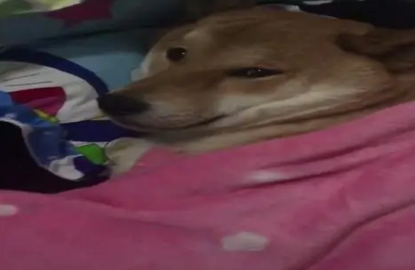 网友给柴犬买了一张小床,狗狗每天准时上床睡觉,可爱的像个孩子 网友给柴犬买了一张小床,狗狗每天准时上床睡觉,可爱的像个孩子