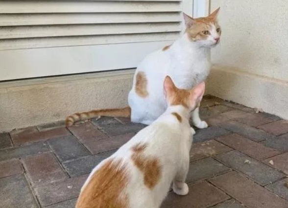 橘猫出门遇到另一个自己,不仔细看竟还以为是在照镜子... 橘猫出门遇到另一个自己,不仔细看竟还以为是在照镜子...