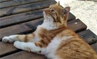 黄白两色的猫是什么品种