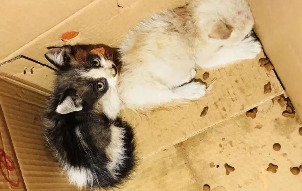 小奶猫被抛弃公交车站数天，旁人却毫不在乎！直到她的出现后...
