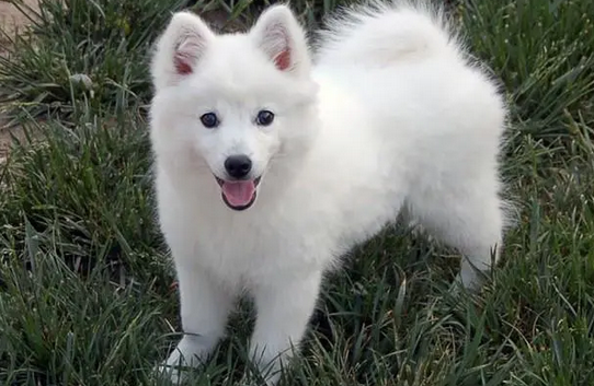 狐狸犬是大型犬还是小型犬