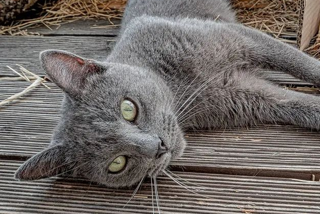 人之将死时，猫咪不能靠近，这是为什么？