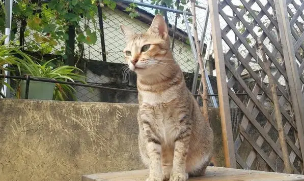 啥是后院猫 啥是后院猫