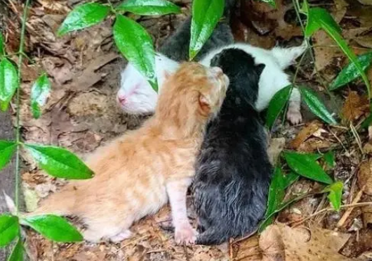 流浪猫在雨天生产，小猫的叫声吸引了好心人，一家猫成功被收养