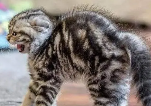看似天不怕地不怕的猫主子,简单一个东西就能吓到它! 看似天不怕地不怕的猫主子,简单一个东西就能吓到它!