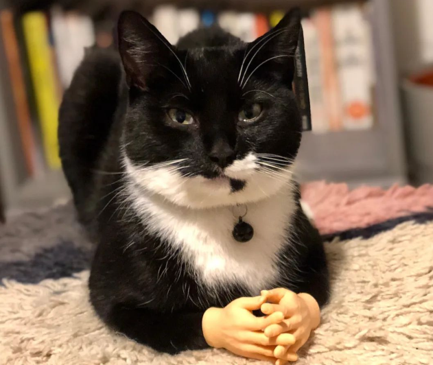 猫咪带回神秘纸条,看到这句话后,主人在猫身上装了个信箱... 猫咪带回神秘纸条,看到这句话后,主人在猫身上装了个信箱...