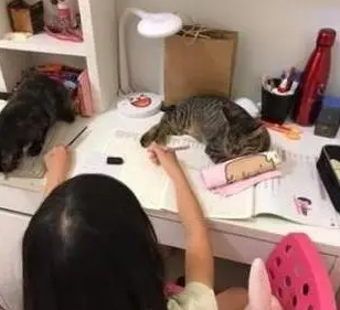 两只小猫趴作业本上,女儿嘴上抱怨写不了作业,脸上却笑得开心 两只小猫趴作业本上,女儿嘴上抱怨写不了作业,脸上却笑得开心