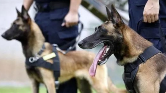 马犬的6大优点，难怪那么多人喜欢，我都想养一只