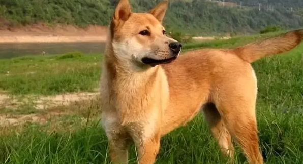 什么颜色的狗最旺财