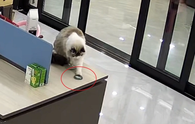 布偶猫“手欠”摔坏12万翡翠手镯,网友:这也不怪猫 布偶猫“手欠”摔坏12万翡翠手镯,网友:这也不怪猫
