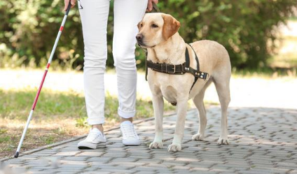导盲犬可以上飞机吗 导盲犬可以上飞机吗