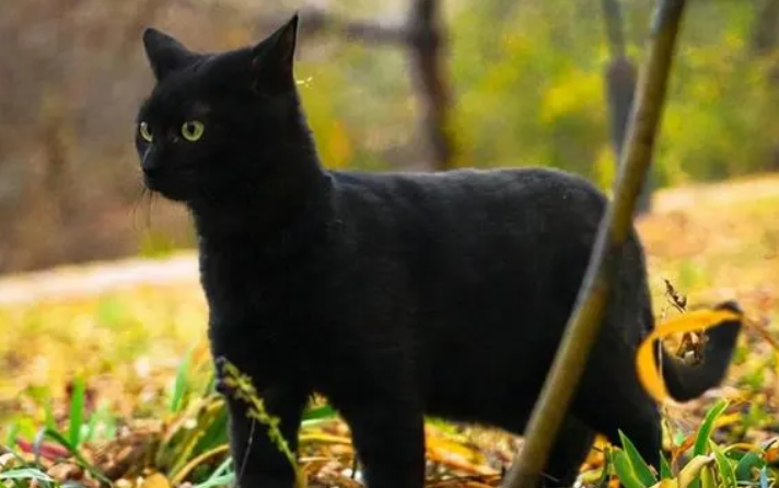 黑色猫进家有什么预兆 黑色猫进家有什么预兆