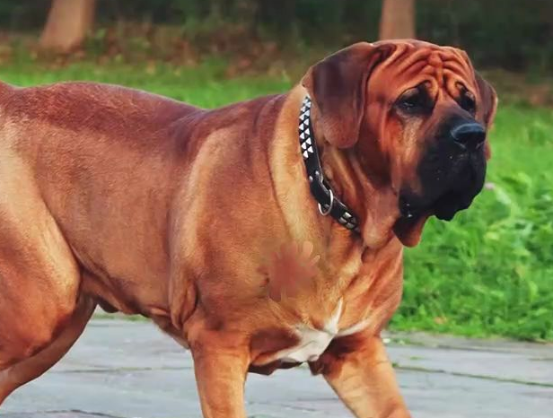 土佐犬幼崽多少钱一只 土佐犬幼崽多少钱一只