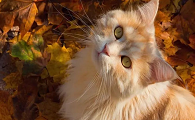 【科普】猫尿崩症