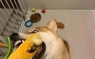 买了一件保暖背心给柴犬,一夜过后让饲主超傻眼! 买了一件保暖背心给柴犬,一夜过后让饲主超傻眼!