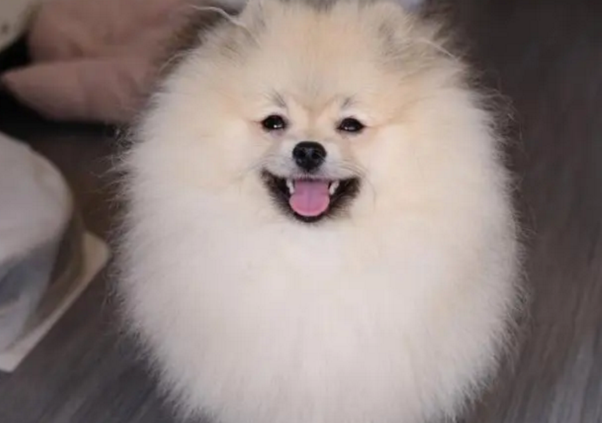 博美太胖了有什么危害 博美太胖了有什么危害