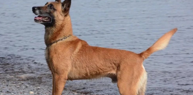 马犬的4大缺点,养之前请慎重考虑 马犬的4大缺点,养之前请慎重考虑