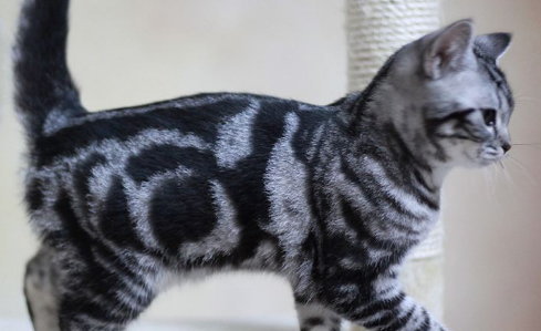 美短和波斯猫的后代 美短和波斯猫的后代